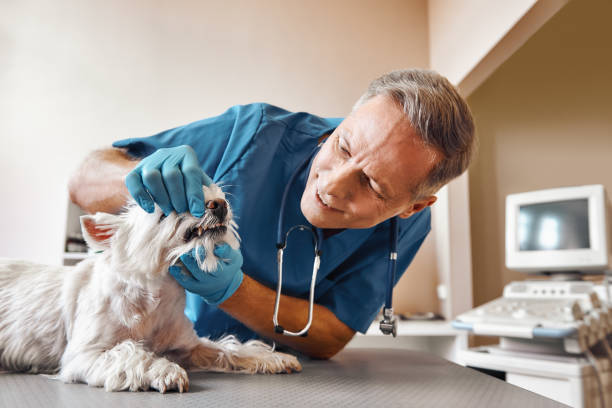 Best Emergency Dental Care for Abscessed Tooth in Lathrup Village, MI